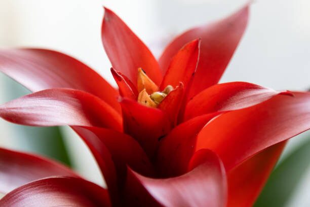 guzmania insignis watering central cup