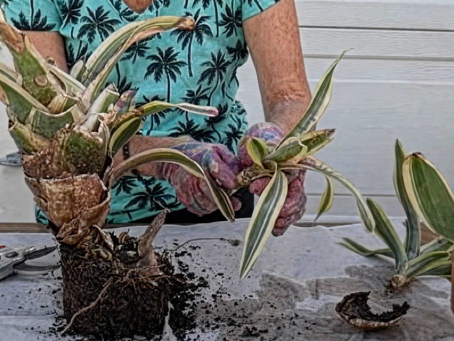 guzmania insignis pups propagation