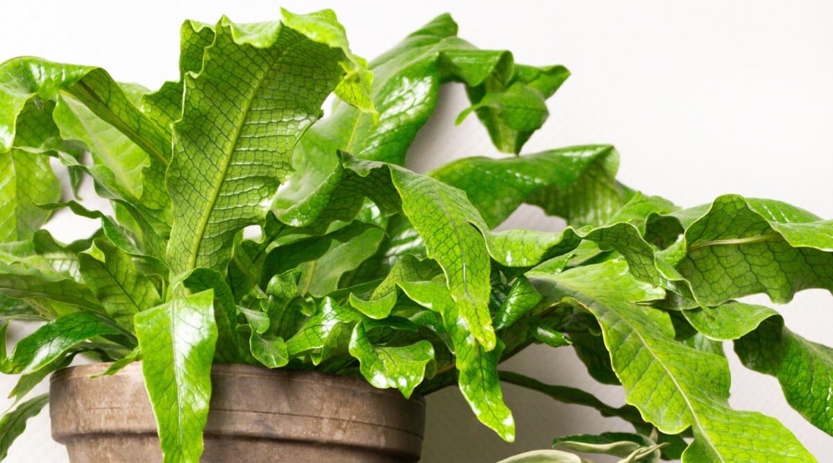 The Tropical Dream Team: Pair Guzmania with Ferns and Philodendrons for Happy, Humid Corners