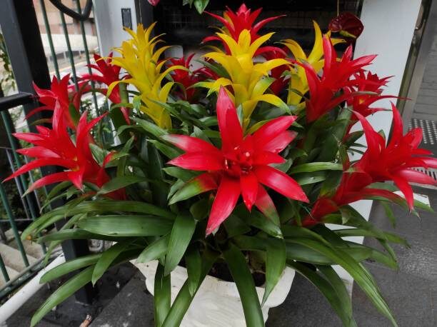 guzmania cluster east window