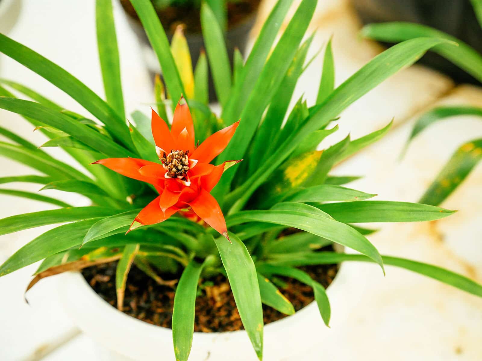 guzmania with orchids and fittonia