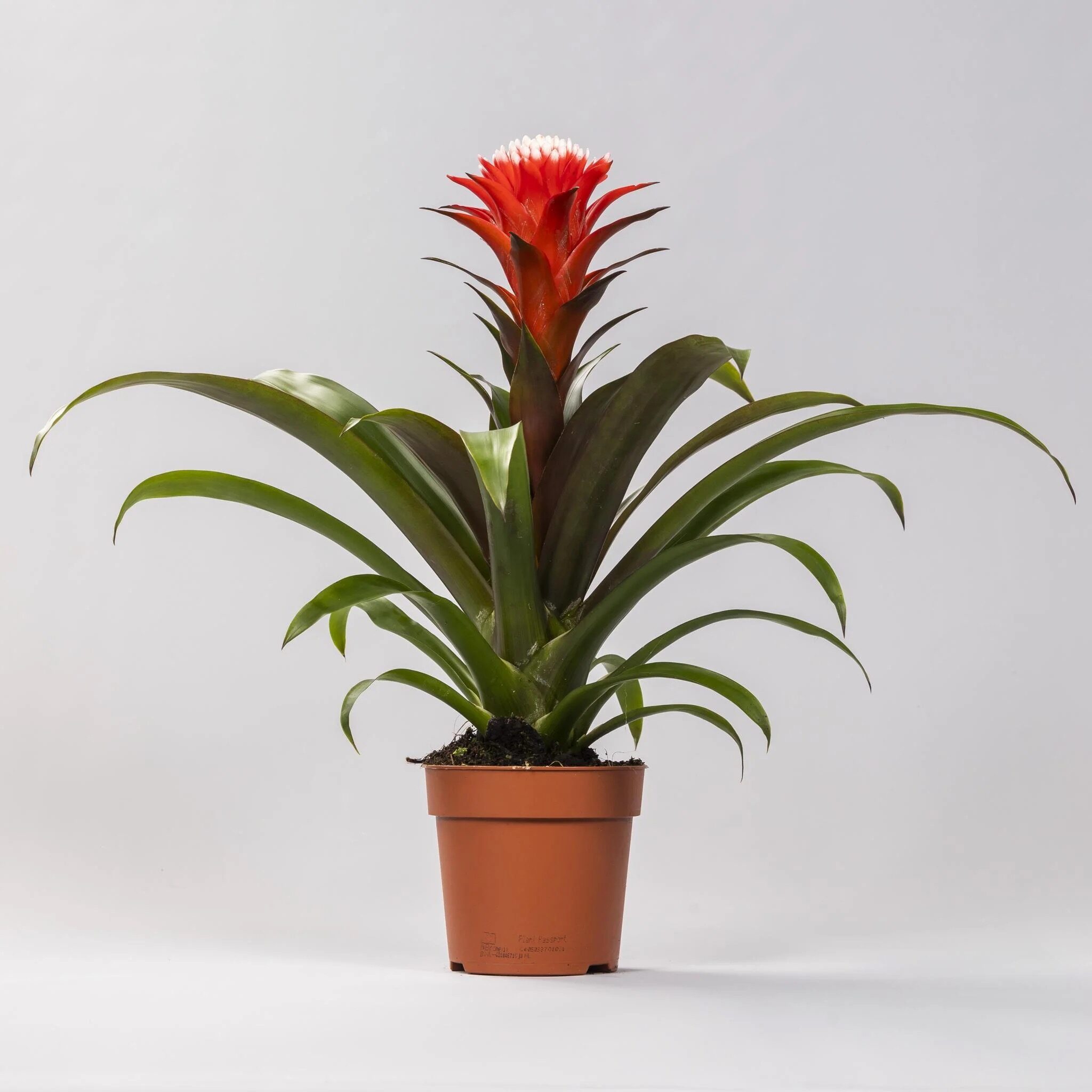 Leaf Spots, Mushy Crowns, and Pests—Stop Problems Early with This Guzmania Health Checklist