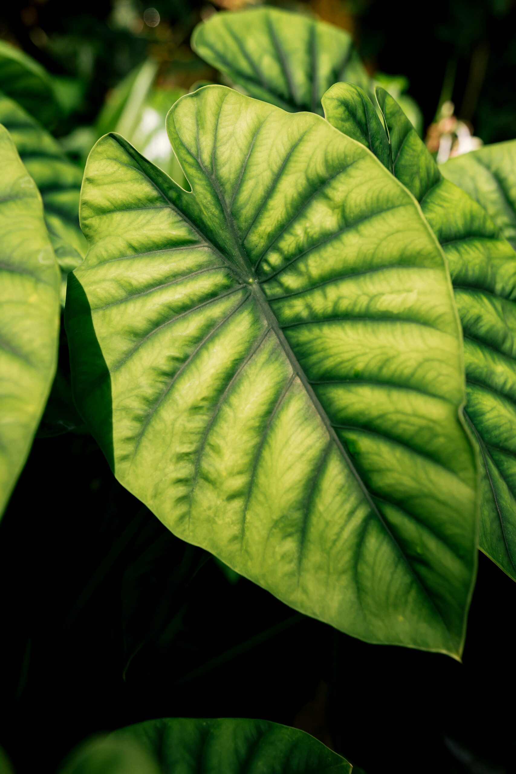 guzmania leaf spot close-up