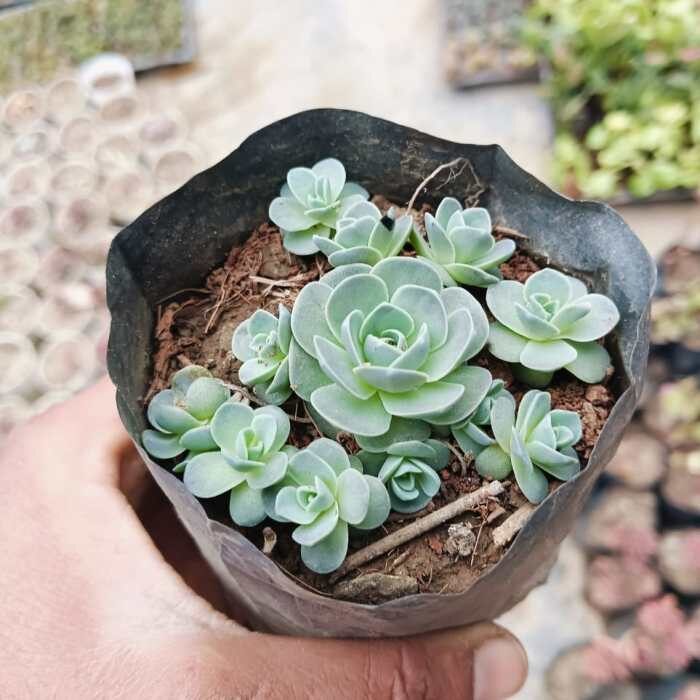 dunce cap succulent windowsill bright light