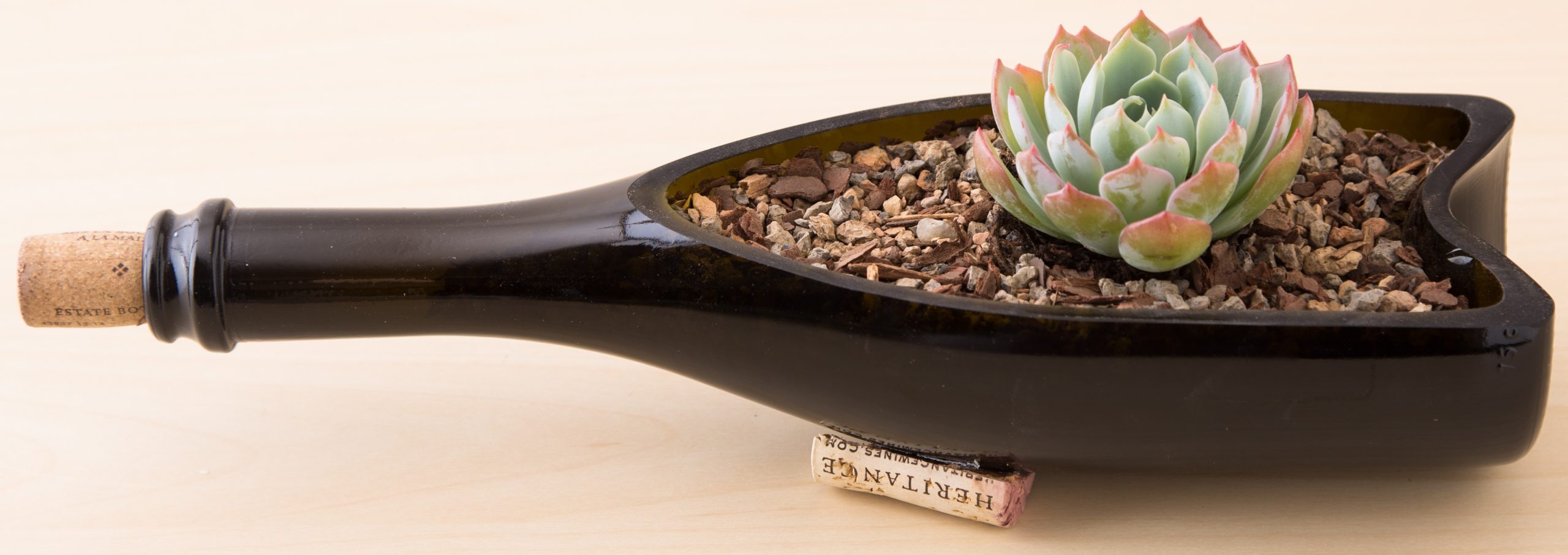dunce cap succulent gritty soil mix