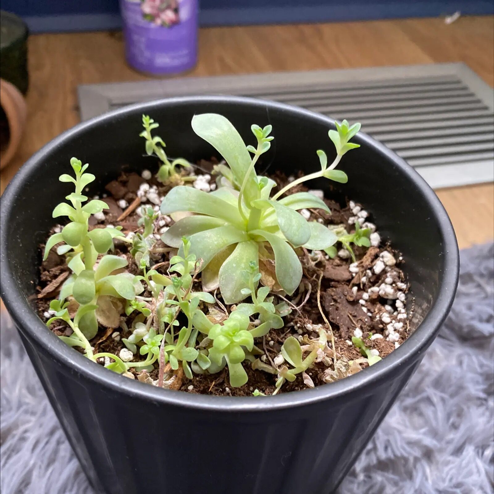 dunce cap succulent watering thorough drain