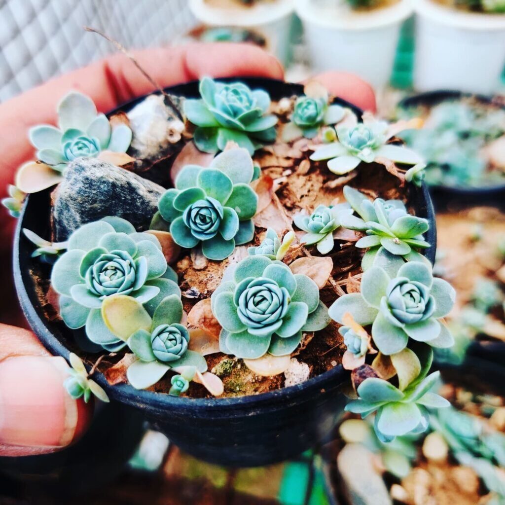 dunce cap succulent dividing offsets