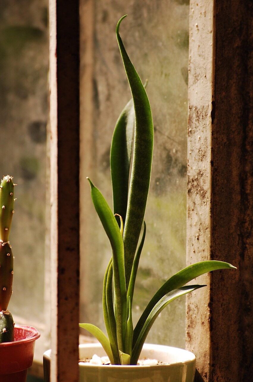 Mealybugs, Scale, and Sneaky Rot: A First‑Aid Playbook for Orostachys furusei
