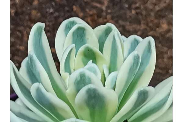 Orostachys furusei rosette close-up