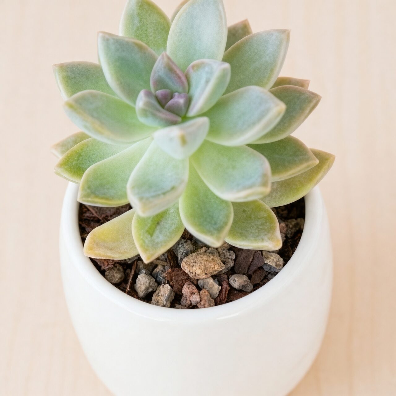 dunce cap succulent gritty soil mix pot
