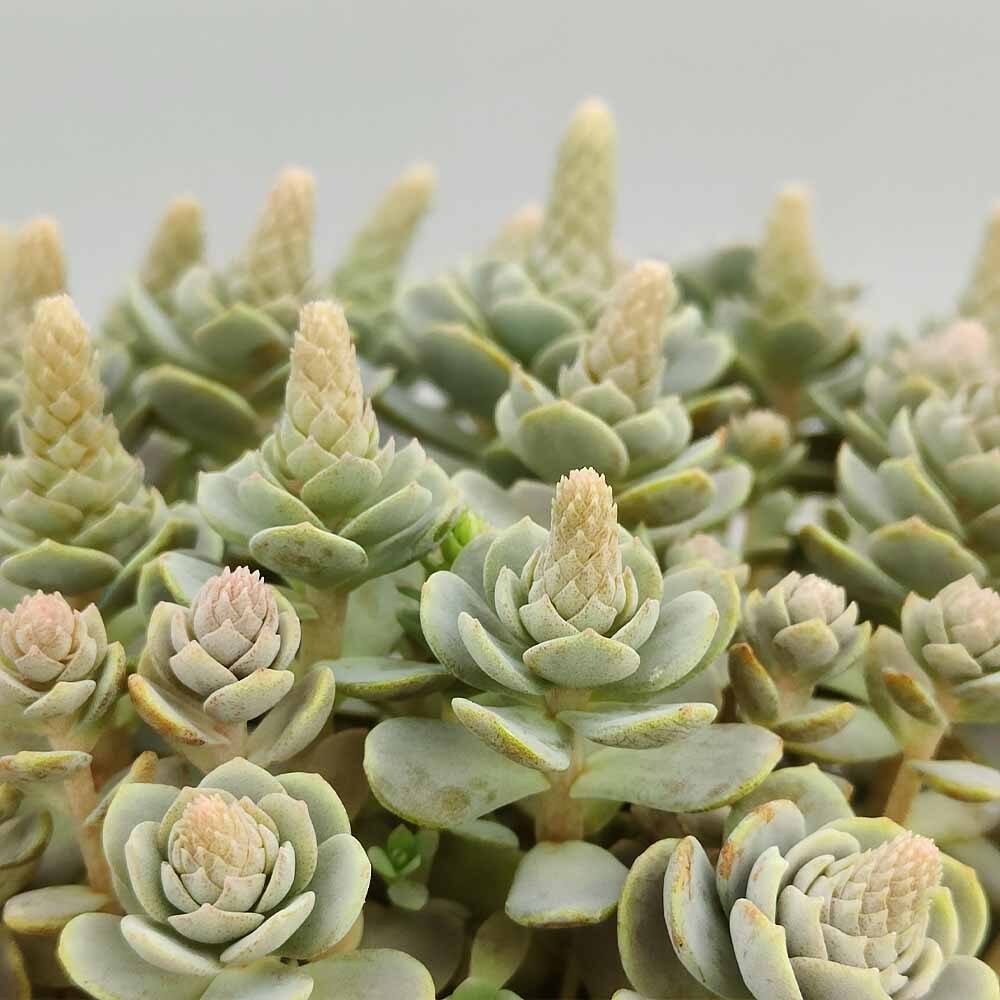 Orostachys furusei rosette close up