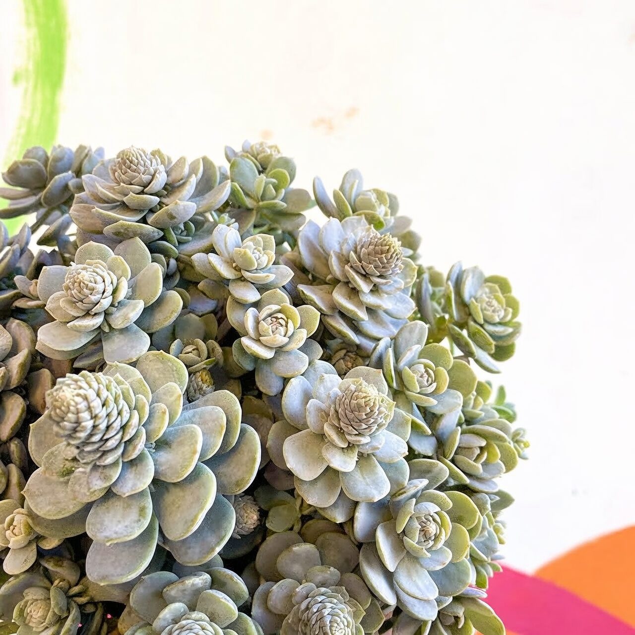 Orostachys furusei clump in bowl