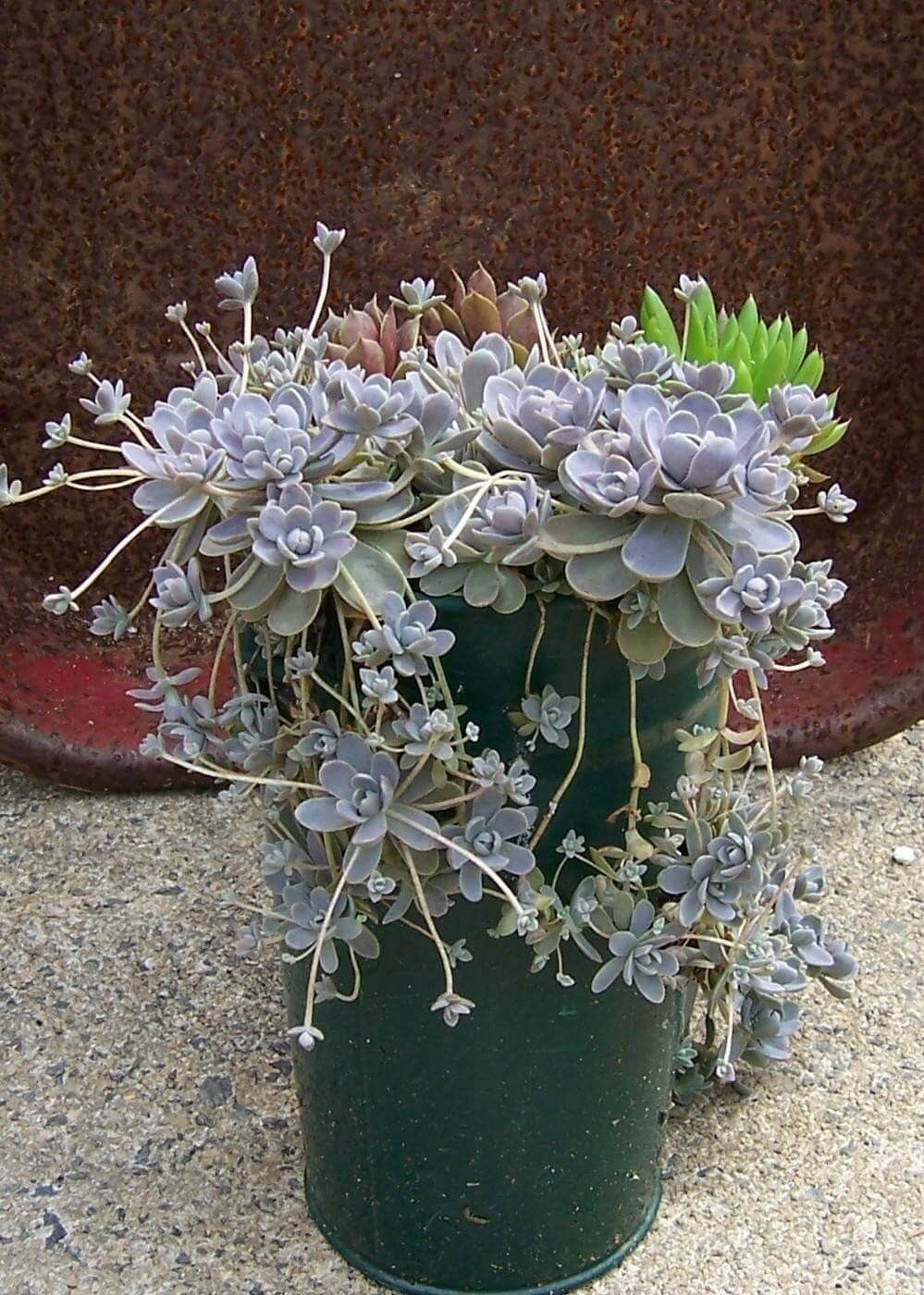 Orostachys furusei flower stalk