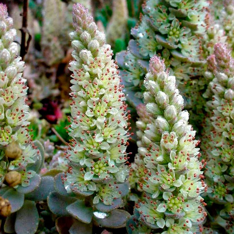Orostachys furusei conical inflorescence bloom
