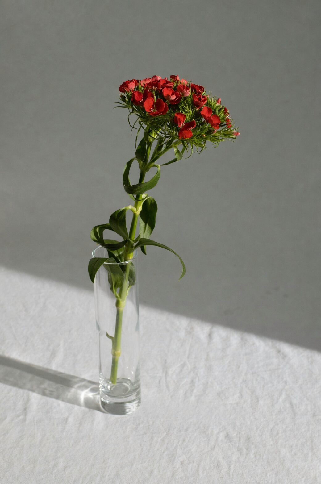 Orostachys furusei cutting flower stalk