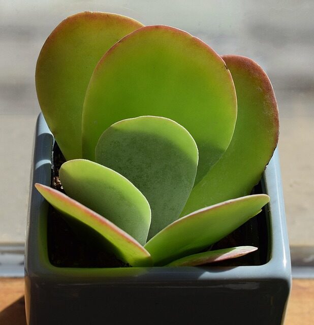 dunce cap succulent gift pair pots