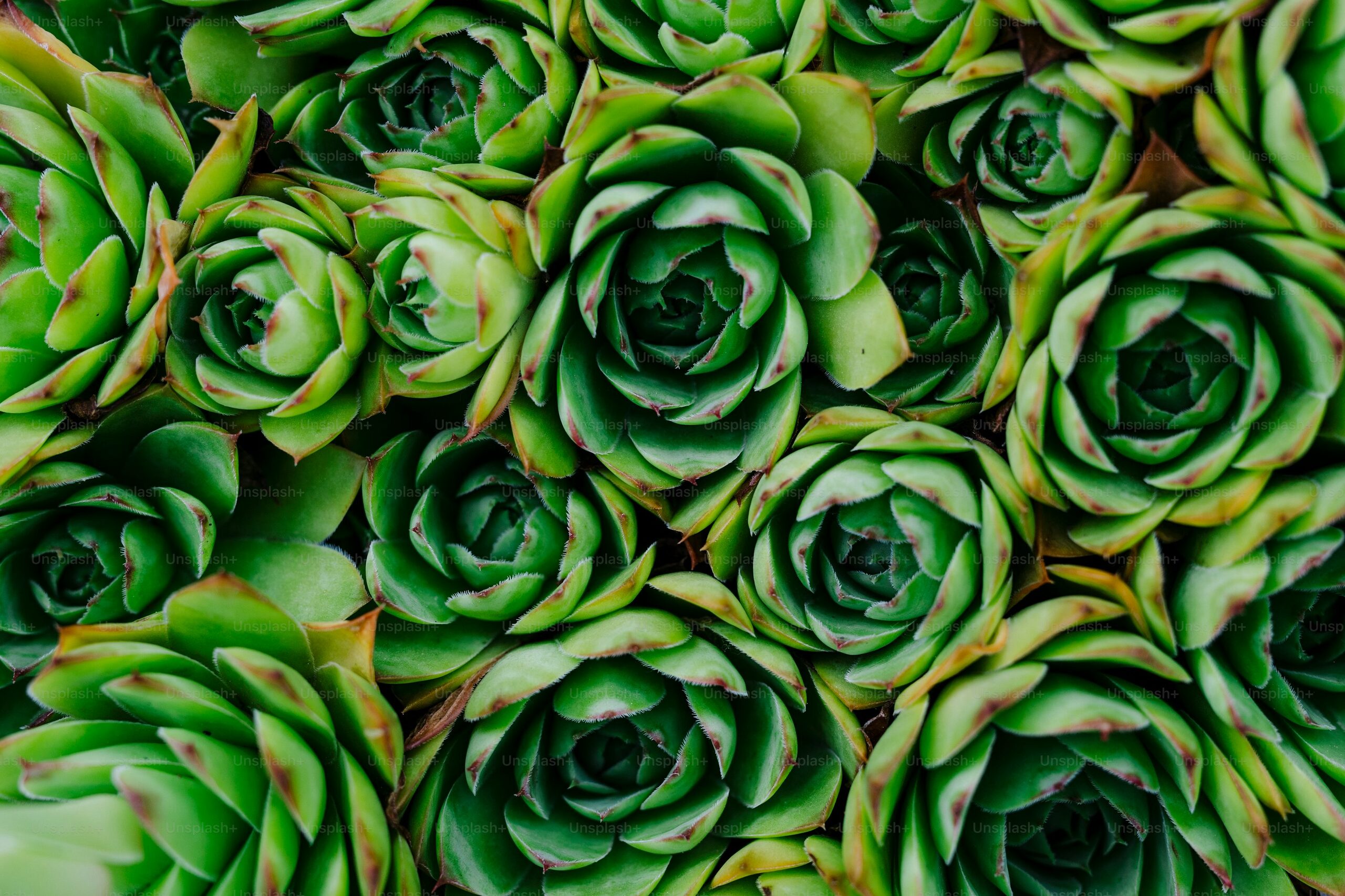 Propagation Masterclass: Divide Offsets Like a Pro + Seed Success at 55–64°F