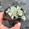 dunce cap succulent pups in pumice