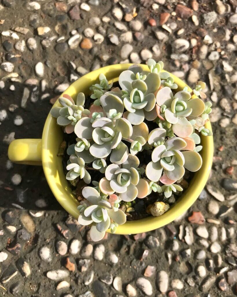 dunce cap succulent seed tray cool