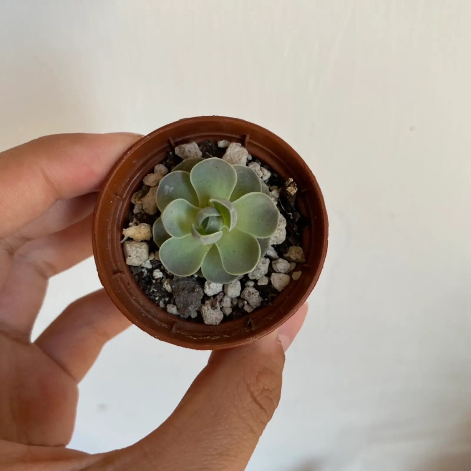dunce cap succulent soil mix