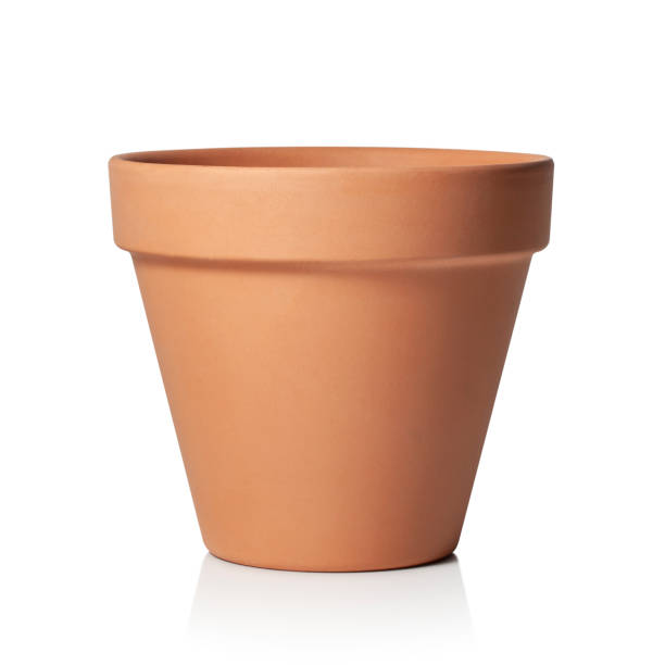 dunce cap succulent terracotta shallow pot