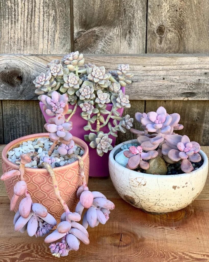 dunce cap succulent watering drainage