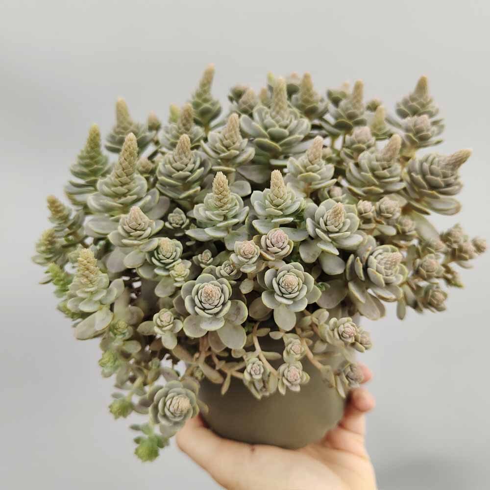 orostachys furusei flowering spike close-up