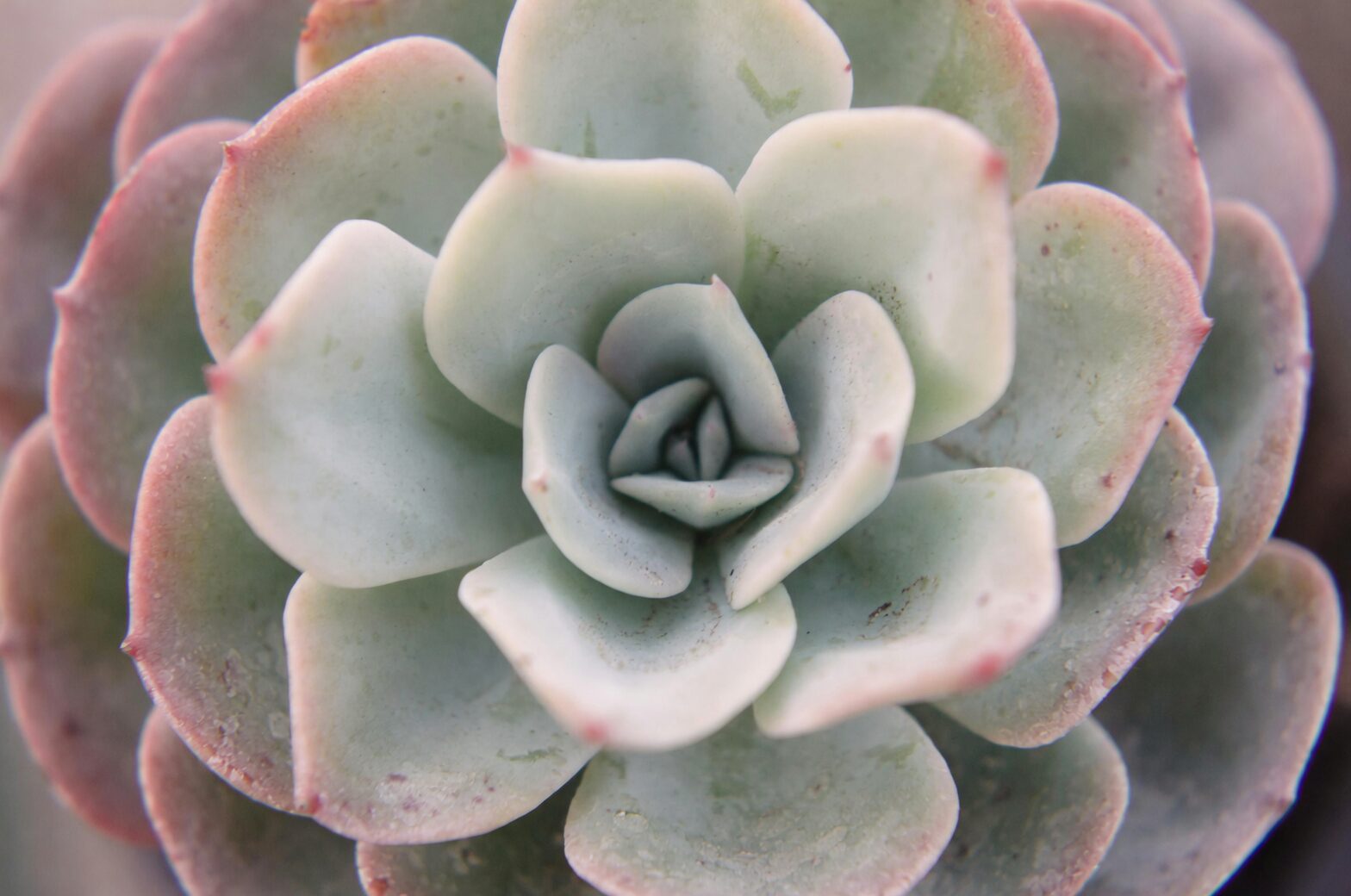Stretch Alert! The Etiolation Detective’s Guide to Snapping Rosettes Back into Shape