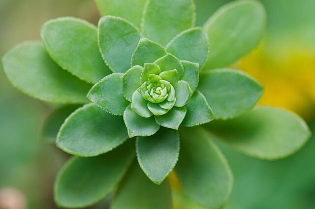 dunce cap succulent crown cutting propagation