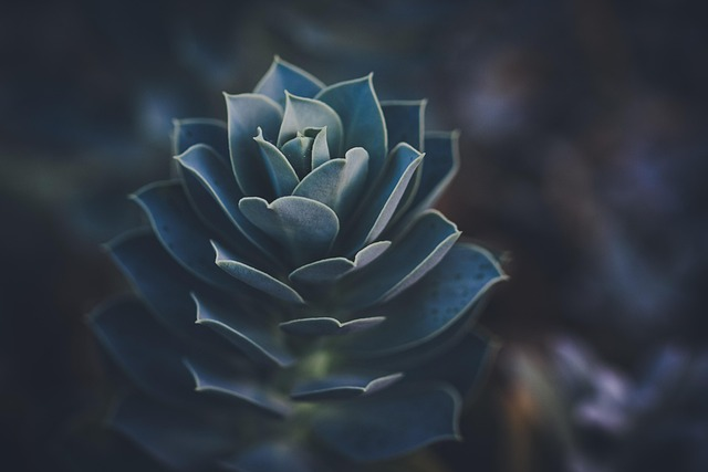 How a Tiny Rosette Beats Drought: CAM, Leaf Geometry, and Water Storage in Orostachys