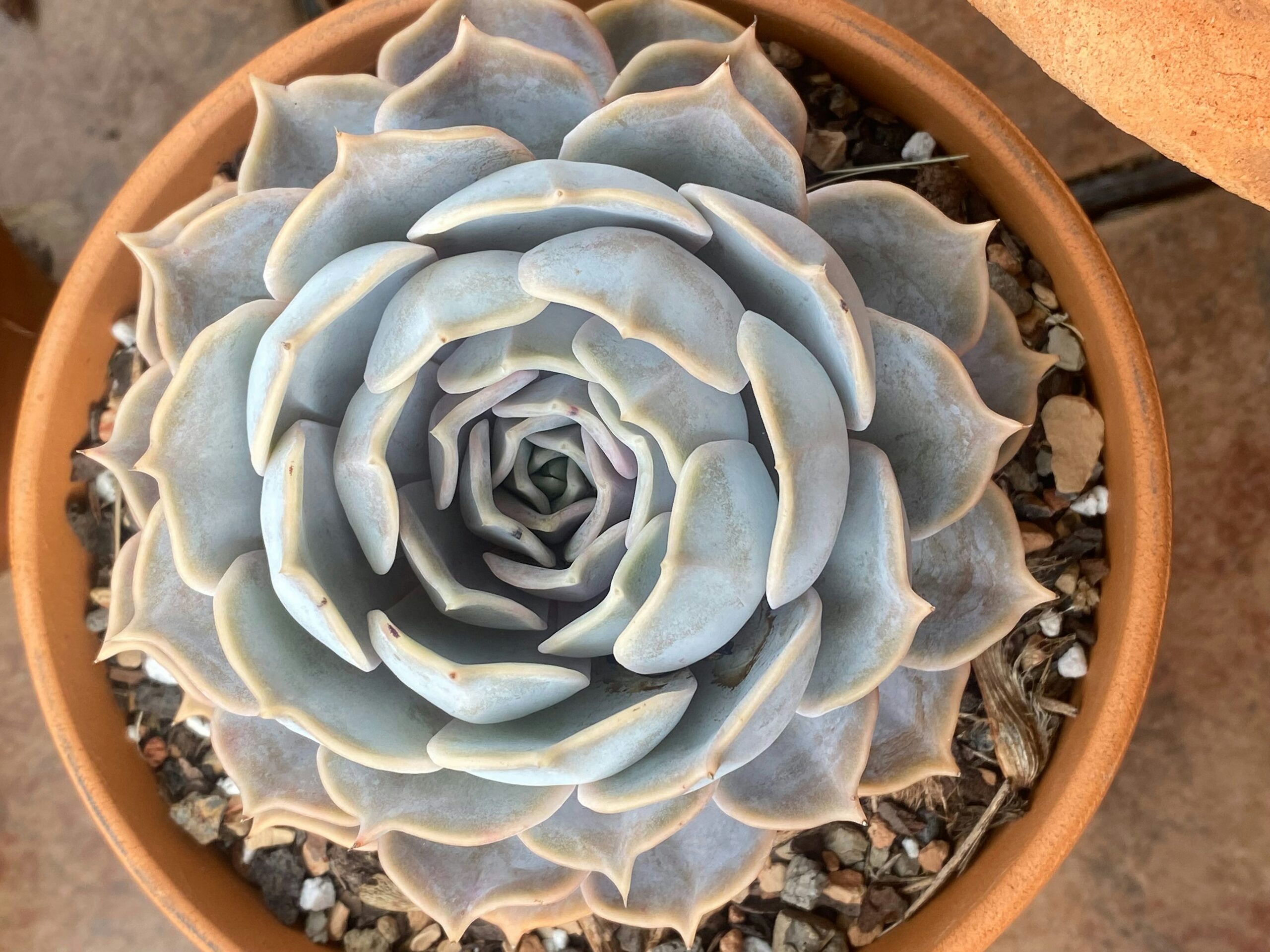 Orostachys furusei top view rosette