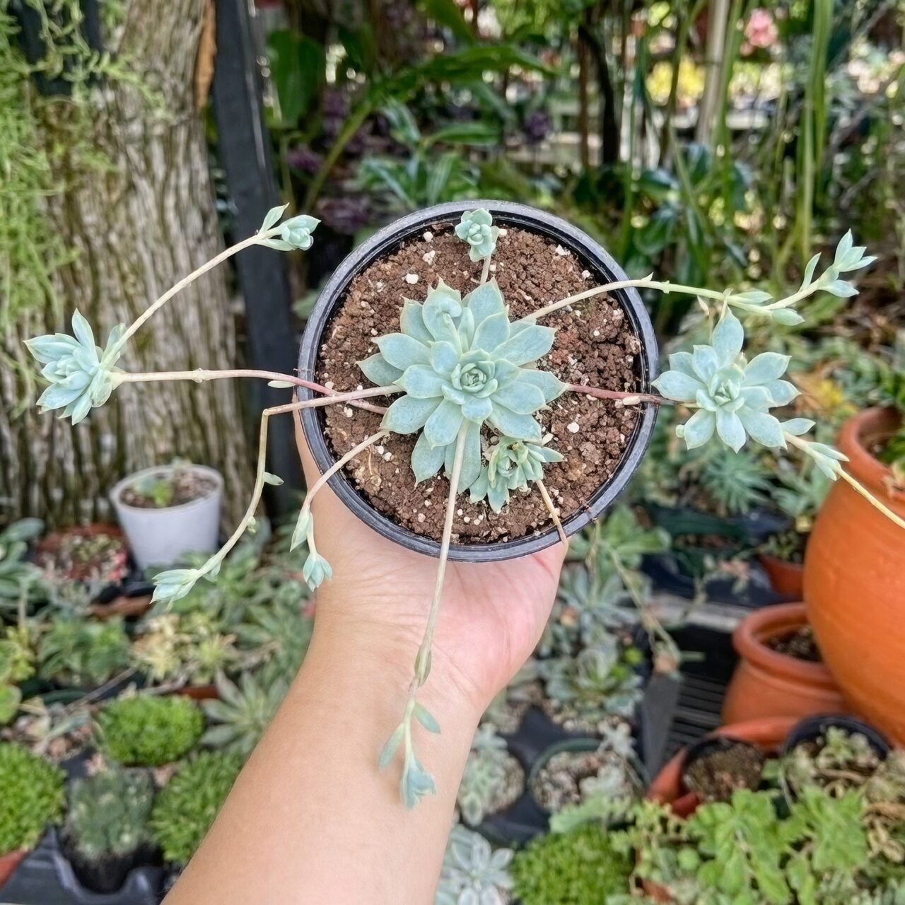Orostachys furusei gritty soil pot