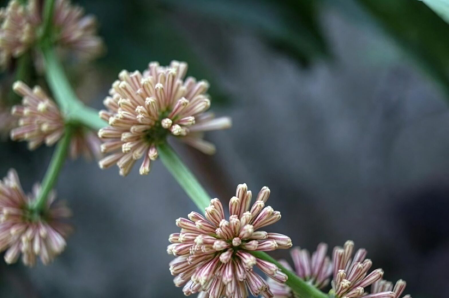 Orostachys furusei flower stalk close-up