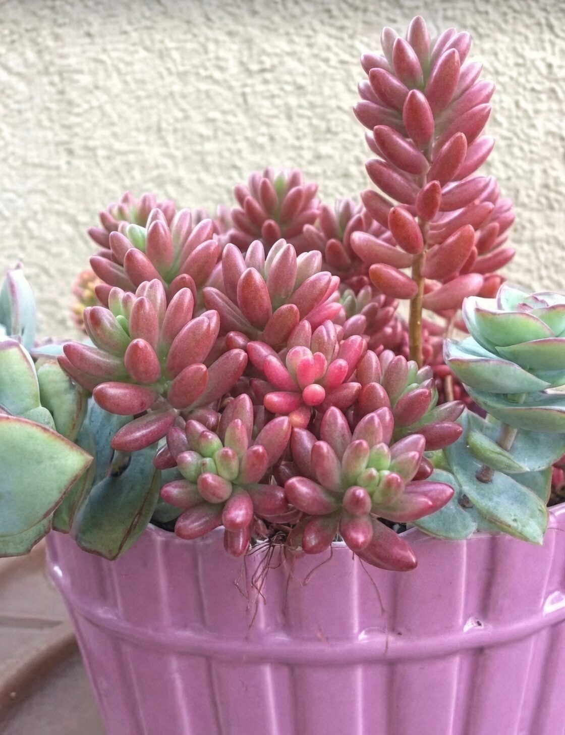 sedum rubrotinctum sunny windowsill morning