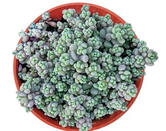 Squishy Stems? Falling Beans? Triage for Jelly Bean Plant Rot, Aphids, and Leaf Drop
