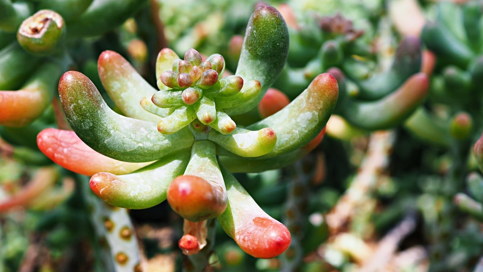 sedum rubrotinctum stem rot trimming