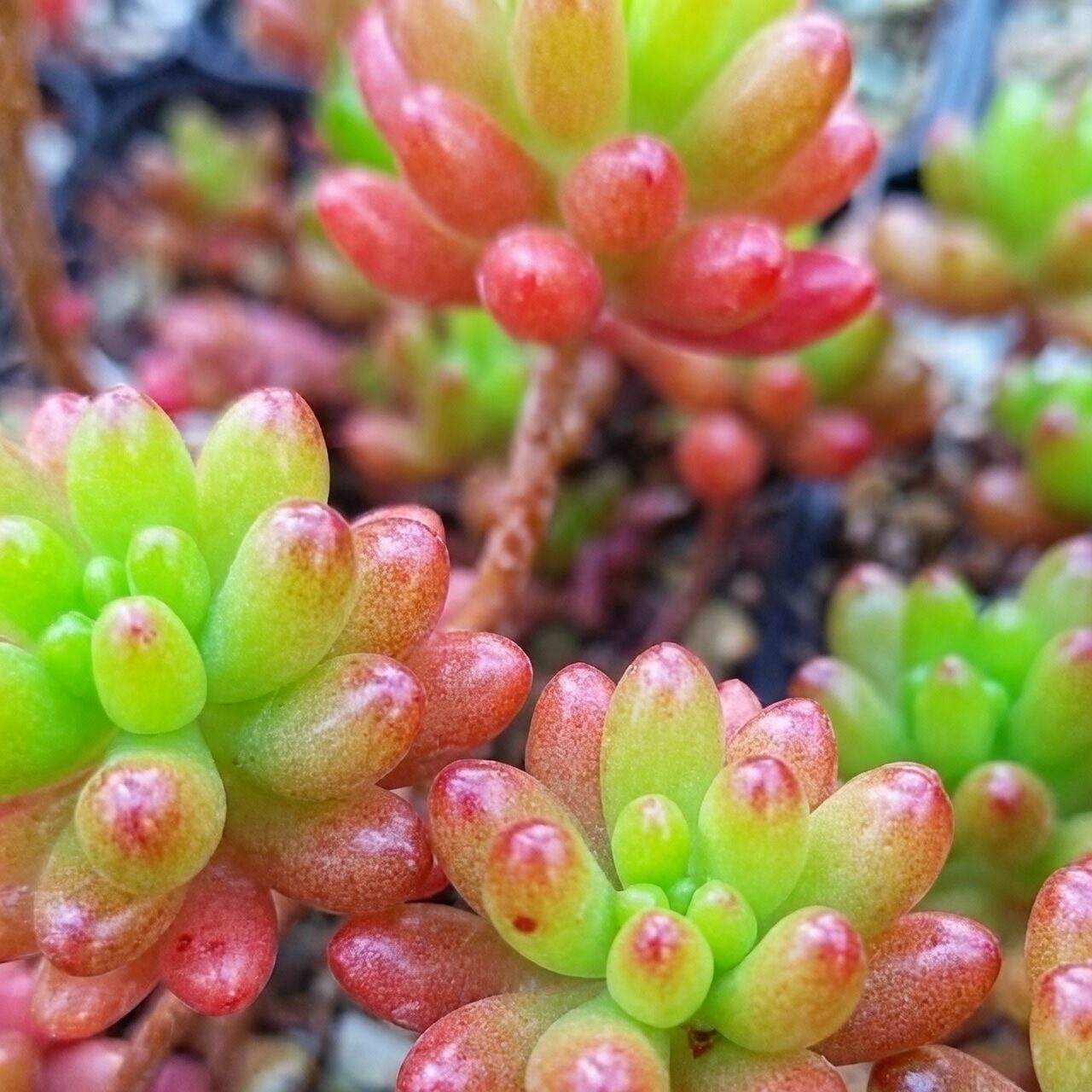 sedum rubrotinctum leaf spots close-up