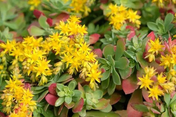 sedum rubrotinctum repotting gritty mix