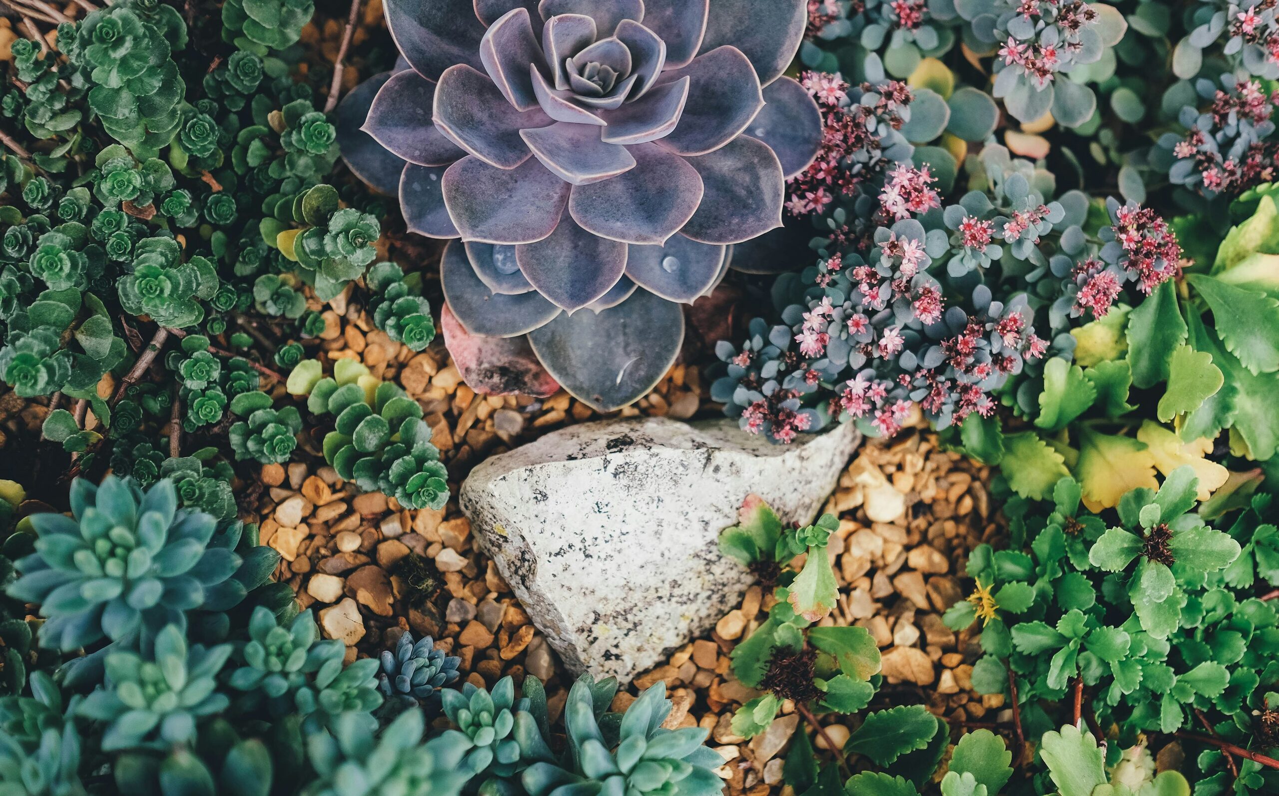 sedum rubrotinctum rock garden sun