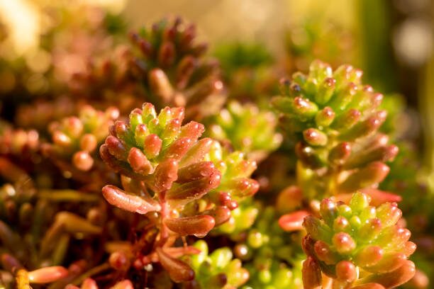 sedum rubrotinctum red tips close-up