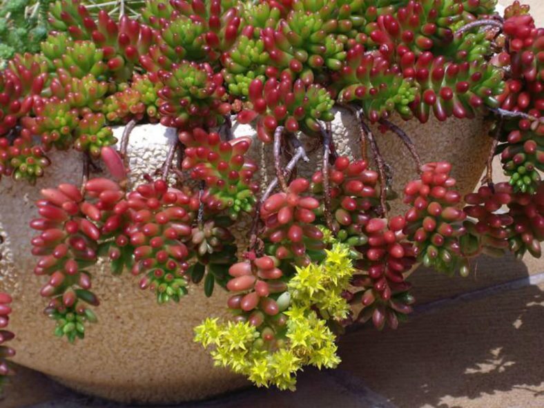 sedum rubrotinctum yellow flowers