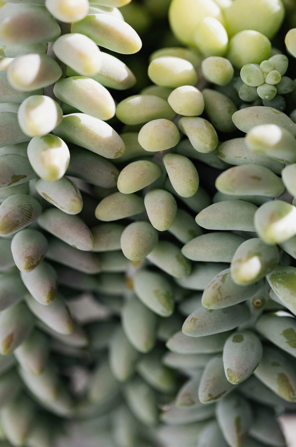 sedum rubrotinctum leaf propagation