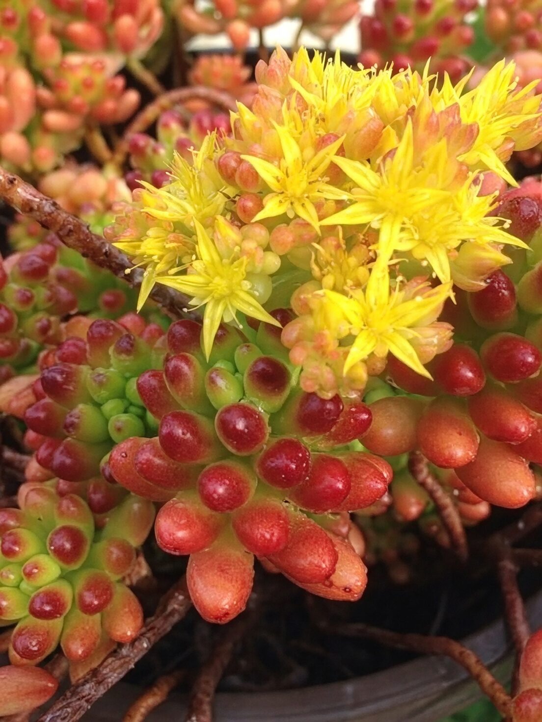 sedum rubrotinctum yellow flowers macro