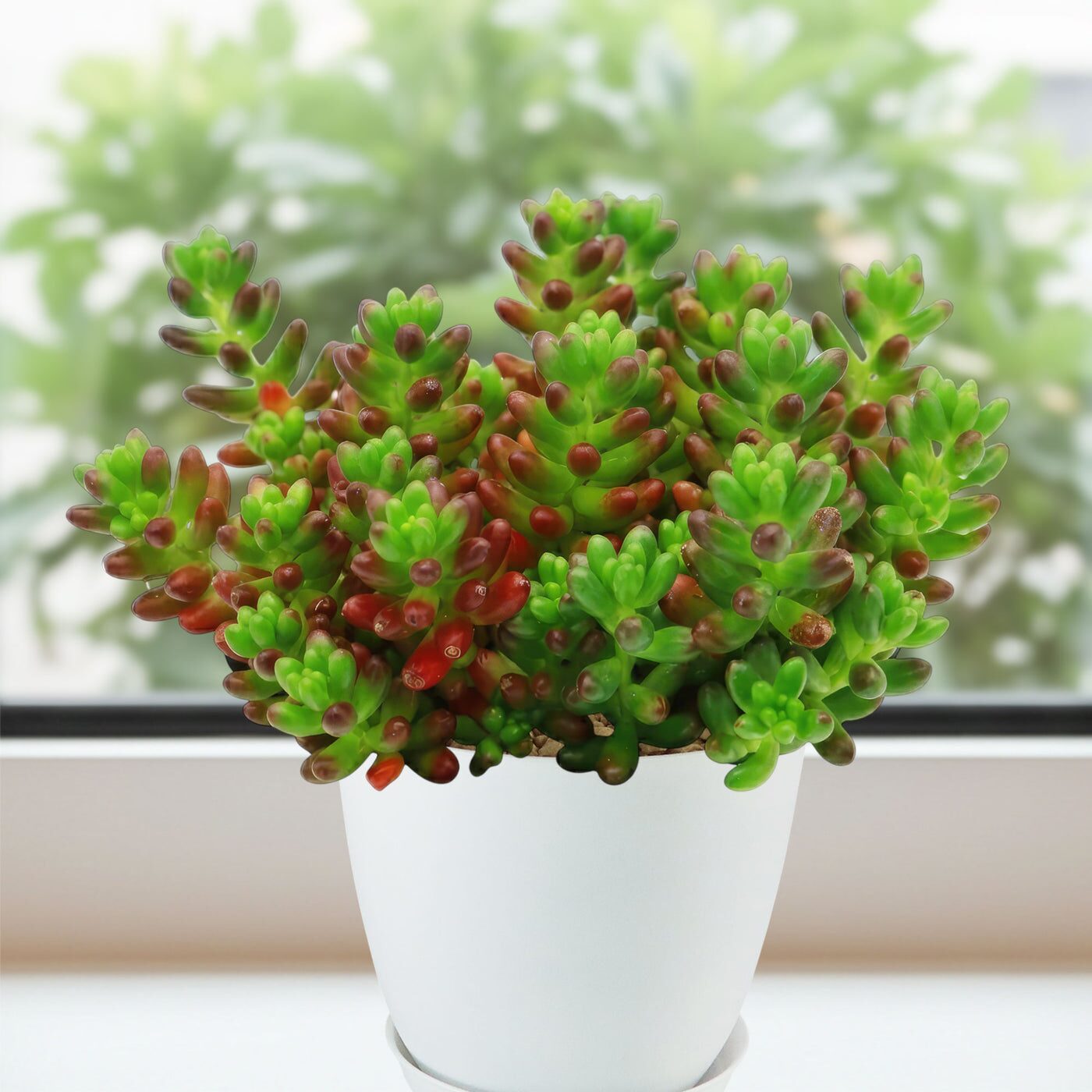 sedum rubrotinctum south window sunlight
