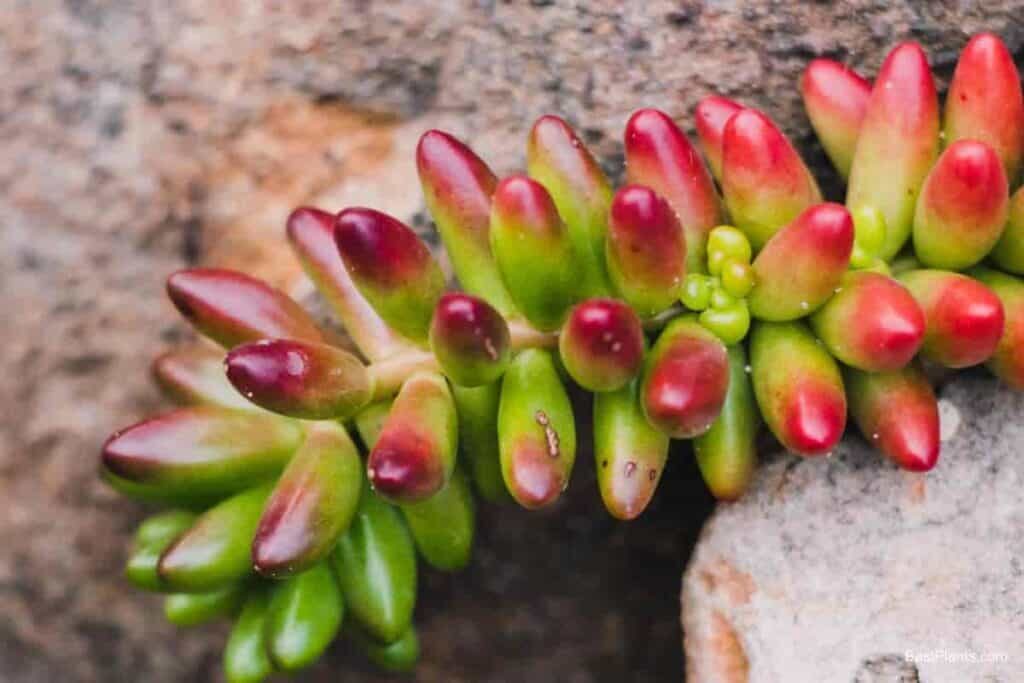sedum rubrotinctum red tips sunlight