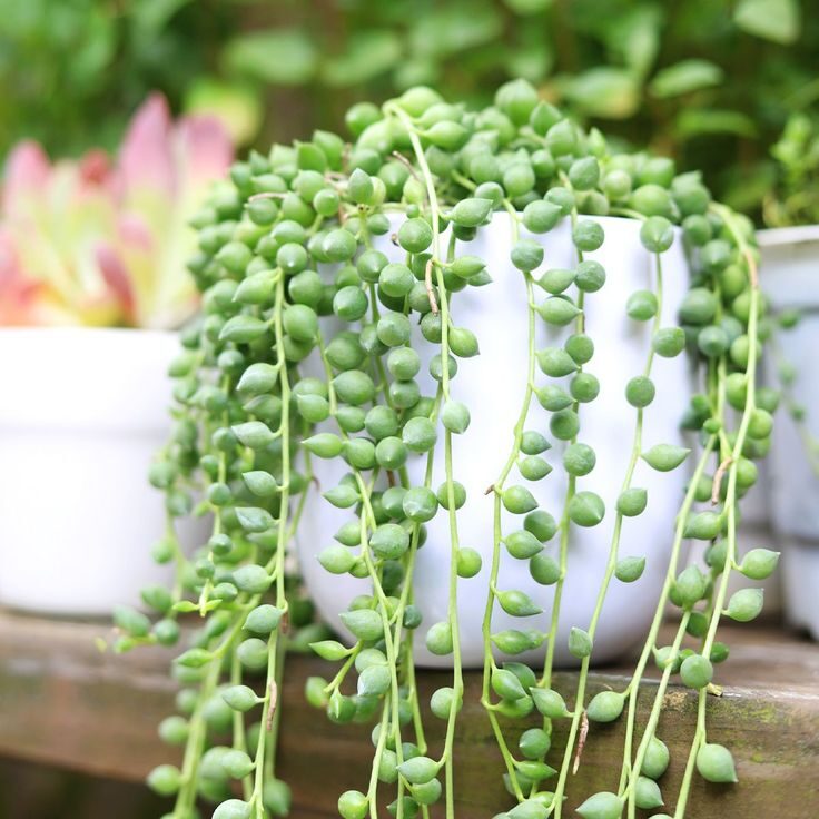 sedum rubrotinctum hanging planter trailing