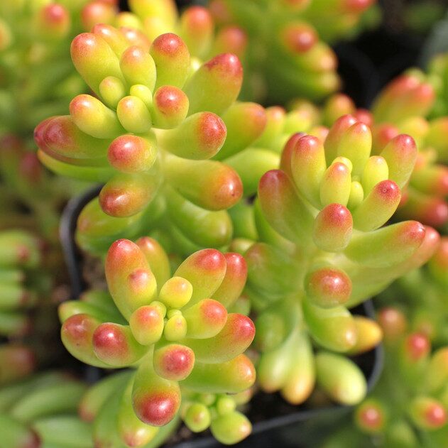 Leaf to Forest: A 21-Day Propagation Sprint for the Jelly Bean Plant