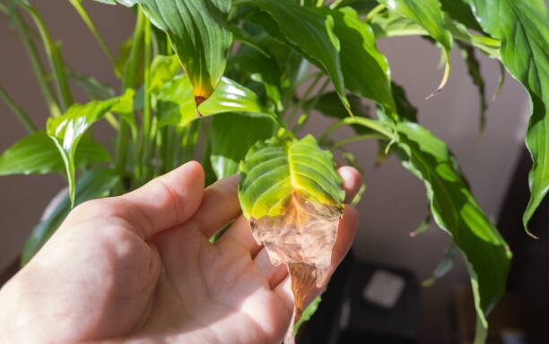 jelly bean plant stem and leaf cuttings