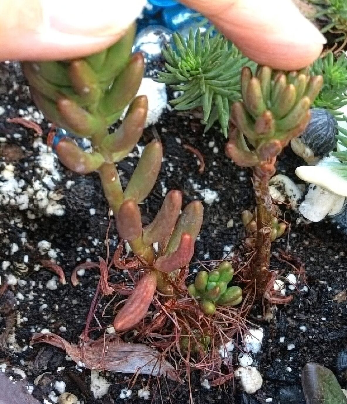 jelly bean plant potting mix perlite