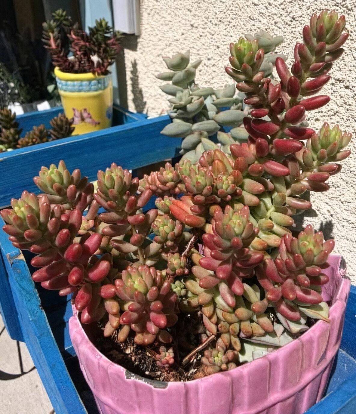 jelly bean plant clustered pot full sun
